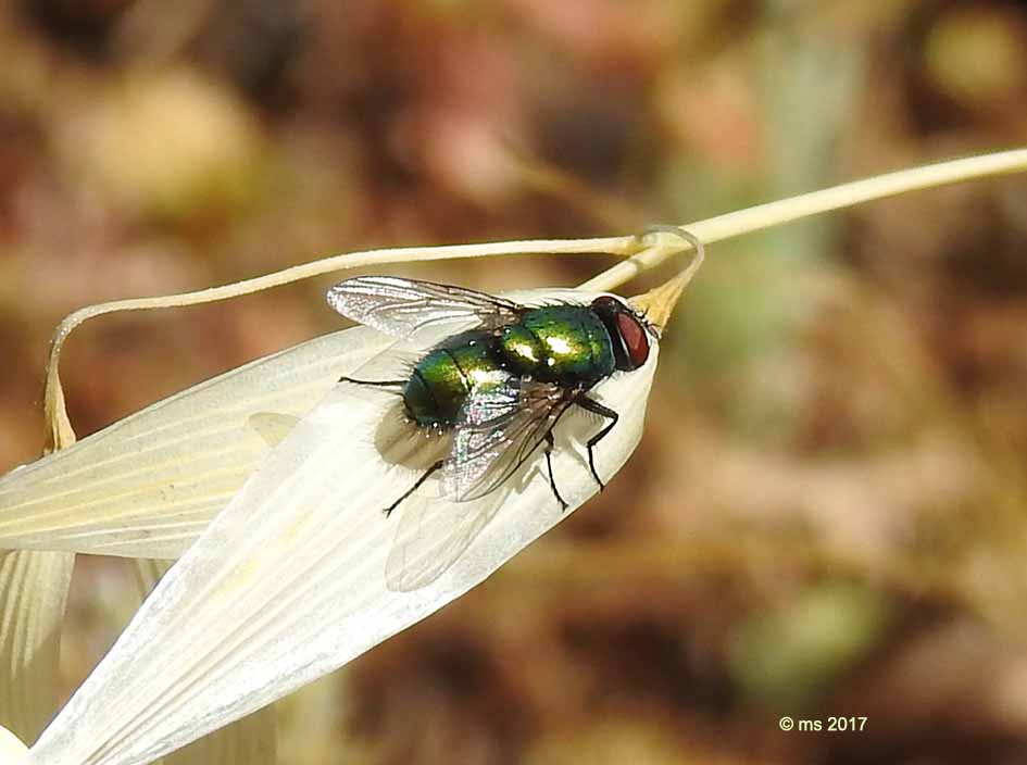 ID Calliphoridae: maschio di Lucilia sericata